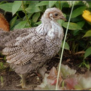 new to this batch of chicks... Woolla...and Iowa Blue-Ameraucana mix. I'm guessing 5 or 6 weeks old.