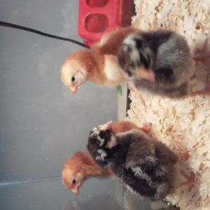 First Batch of Chicks     2days old      RIR and Australorps