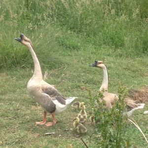 Goose family 2015- mama and daddy talking the family for their first walk.