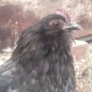 Sadly I have lost another hen and now only have two Belgian hens left :-(