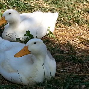 fat duckers