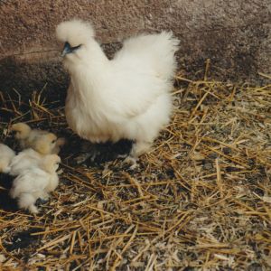 A mother silkie and her chicks.