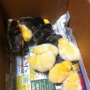 Local Chick Day Sale was going on at our Feed Store, and I ended up with 4 Gold Laced Wyandottes for myself and 6 (plus a freebie) Buff Orpingtons for my father.