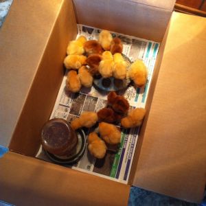 My McMurray Hatchery order that came in, 5 Rhode Island Red Hens, 2 Buff Orpington Roosters, and 10 Buff Orpington Hens.
