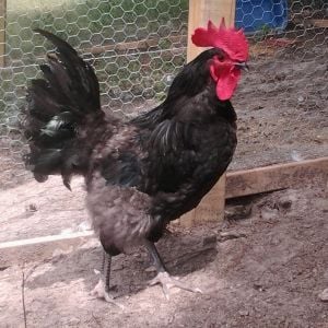 My black australorp rooster, Rooster Cogburn