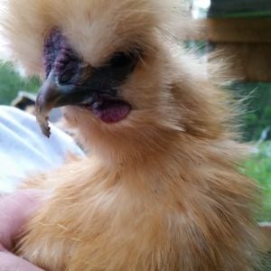 This is Dr. Zaius, 14 week old Buff Silkie Rooster. I desparately need to trim his beak. Like weeks ago.