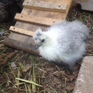 My little Jubilee - one of the smallest and one of the three full Silkies