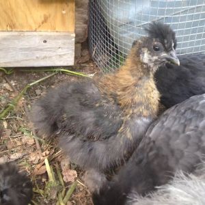 Pepper - another full Silkie.  S/he is the friendliest and very curious