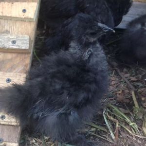 My little Raven - the smallest bird and the third Silkie