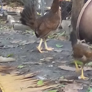 My Puerto Rican Hen