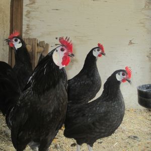 these are two years old brood fowl , i hatched about 30 to 40 out of these seems to be nice spanish , thank`s mike