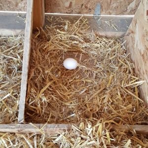 2nd egg found on July 3rd at about 4:13 p.m.
