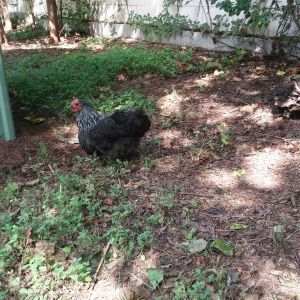 Brigid, my mystery hen. Anyone recognize the breed?