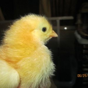 Pam is our Sex-Link pullet