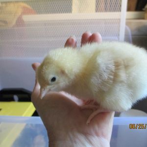This is Olivia our Buff Orpington pullet.