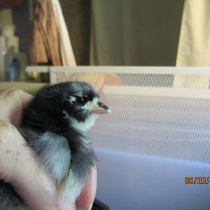 This is Robert our Australorp cockerel