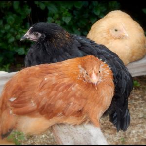 Cool Ranch our Red Star (??), Dahlia our Black Copper Marans, and Goldie our Buff Orpington.