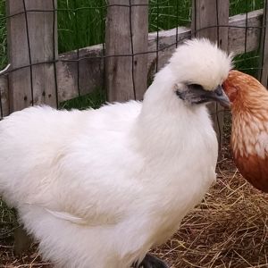 14 week old silkie named Larry. I think its a girl.