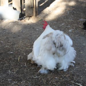 ROOSTER BOBTAIL