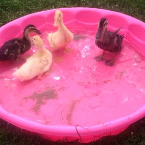 Fun in their new pool