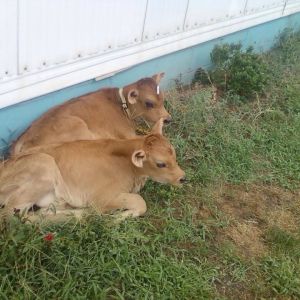 Ike and Mike my 2 jersey calves I raised in my yard