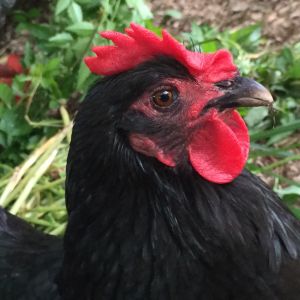 Our first hen, Henrietta