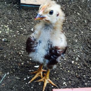 rhode island red rooster- about 1 month. "smoov-e"
