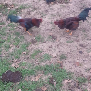 My two 3/4 wheaten and 1/4 brown red game roosters.