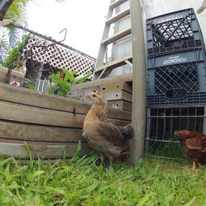 Neco, our only ameraucana chick, and Ruca behind her- our rhode island red baby hen