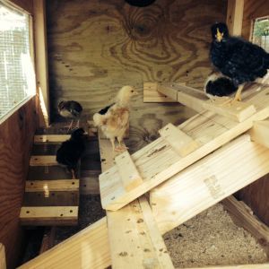 Chicks had to be moved to the coop this week.  They explore and seem to love the roosts.  Particularly Matilda and Bertie- the barred PR and the BO.