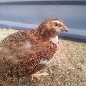 molting male quail
