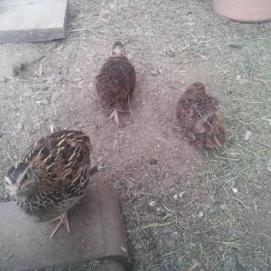 all three quails