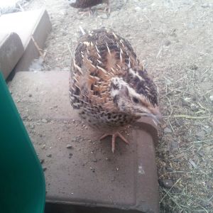 molting female quail