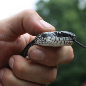 Found this guy with an egg in his mouth and one in his belly in my coop last night. He is an eastern rat snake,nonvenomous and has been relocated miles away. Can't blame him for being hungry