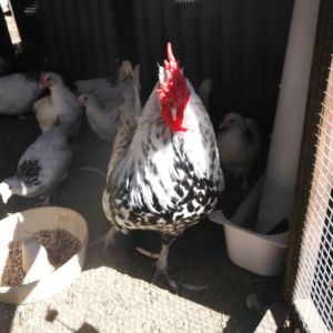 Spotty being a 'mother hen' to 14 light sussex bantams (12 pullets, 2 cockerels)