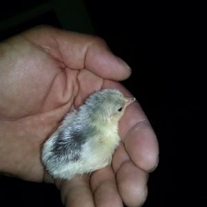 Lucky 13 hatched last night. Another Platinum Chick! :-)
=8!