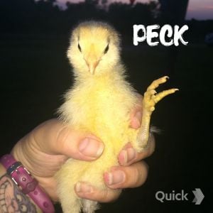 7/16/15 Peck: Easter Egger