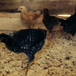 Chicks enjoying dried meal worms: Ruth (Barred PR) Bertie (BO) Betty (Double Laced Barnevelder and Dot (Speckled Sussex)