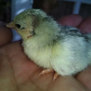 17th Chick hatched today.. 10th Platinum.