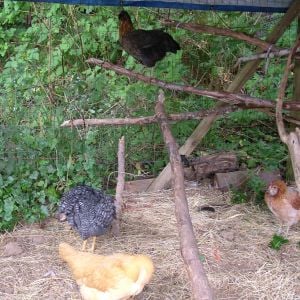 Before we even had the Coop finished I made a Roosting area with tree limbs from the forested area of our yard and zip-tied and screwed them to the tarp shaded area that once housed a Doberman in a dog house and pen.
