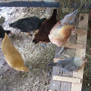 All of the girls were curious when I fully opened up the coop to take some photos of it.