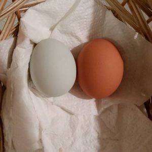 Cream Legbar blue egg next to a Red Star egg