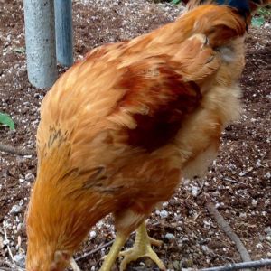 Young pullet - Buff Orph x Easter Egger (note the leg color)