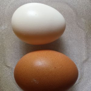 First egg from our silken 7.24.15