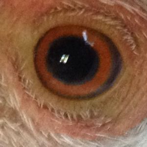 Apricot's Eye Up Close