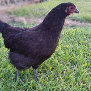 Old Lady Australorp 18 weeks