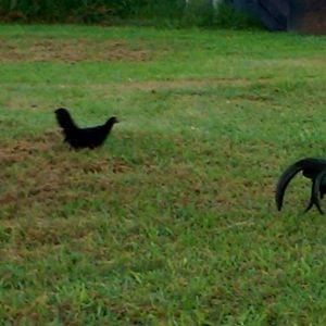 To the right is Duke, the young phoenix roo. The middle is the bantam australorp hen and to the far left is the little phoenix hen