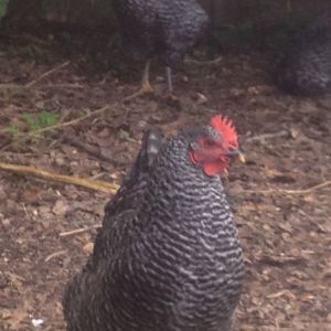 16 week old bared rock is it a hen or rooster idk we have 6 ant none of the others look like this one big red flaps things lol the others r smaller and lighter pink