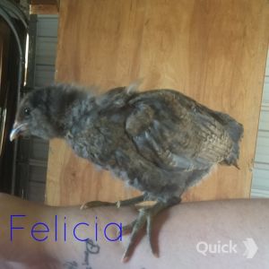 7/28/15 4 weeks old
Felicia - Easter Egger