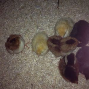 My chicks just contemplating a nap